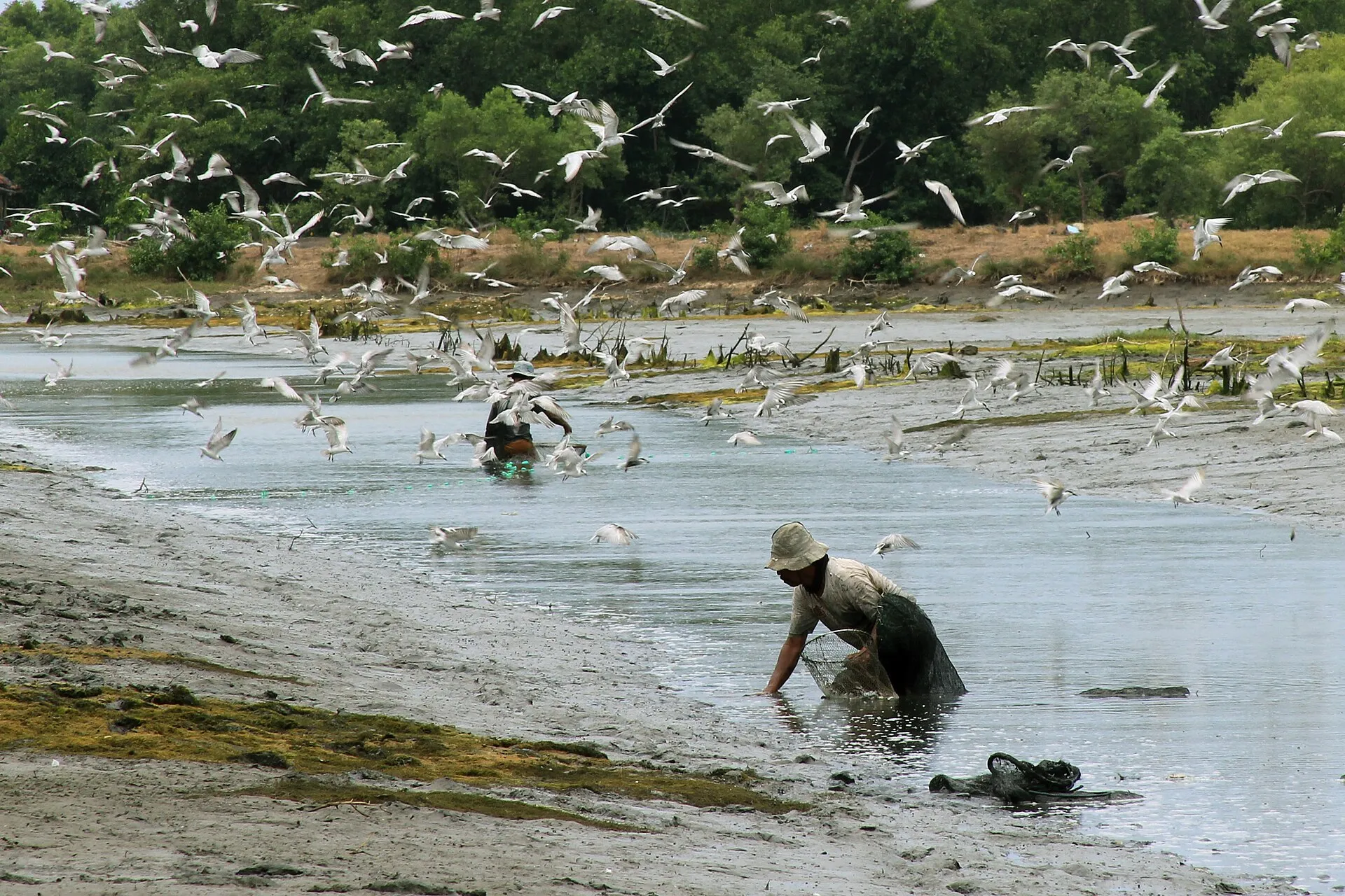 Workers harvesting fish by hand from a drained pond in Indonesia, with terns circling overhead