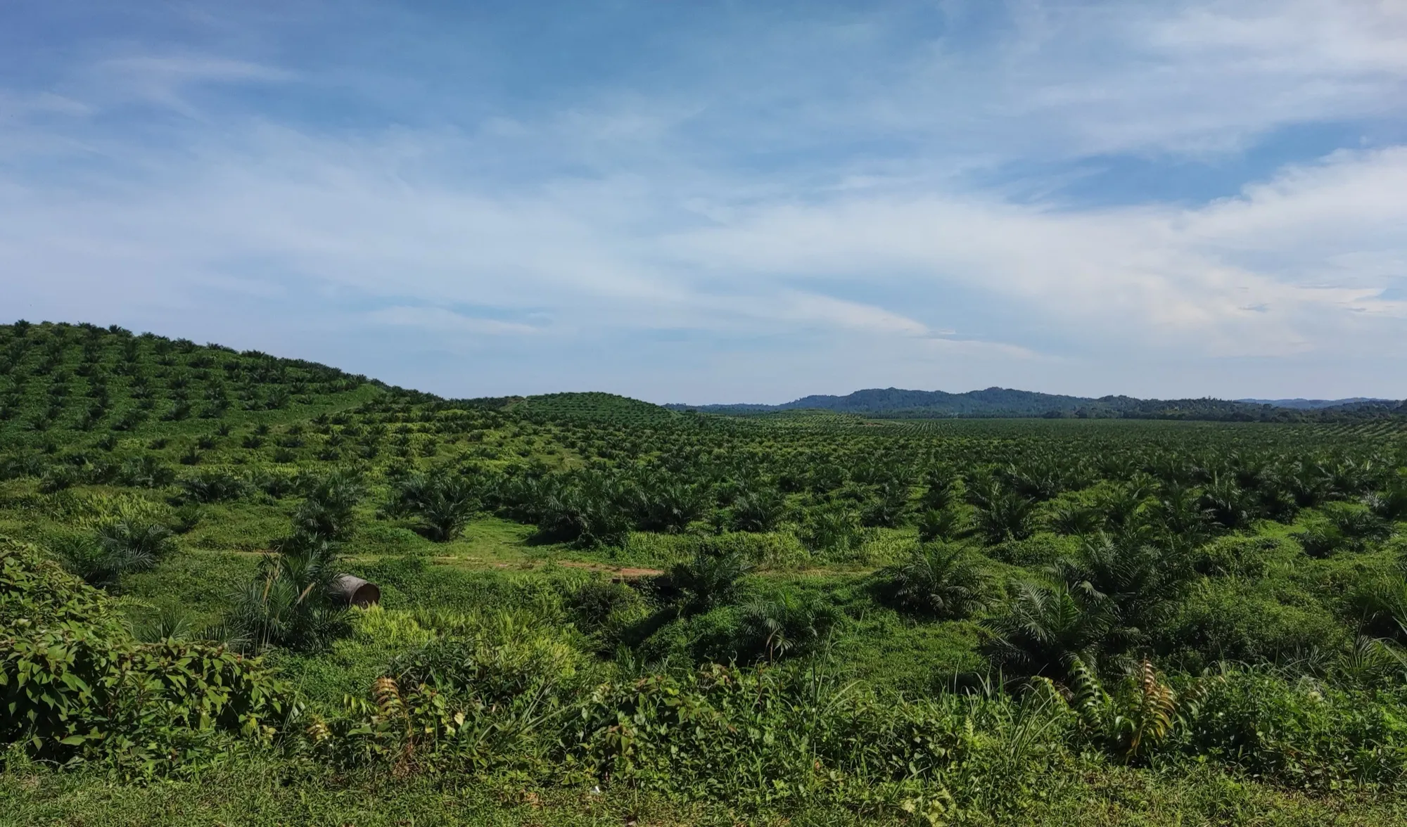 An oil palm plantation stretching to the horizon in Mersing District, Johor